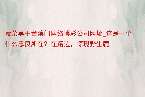 菠菜黑平台澳门网络博彩公司网址_这是一个什么忠良所在?在路边,惊现野生鹿